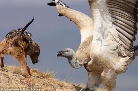 The vulture was enjoying the meal when the jackals suddenly appeared and robbing the bait.