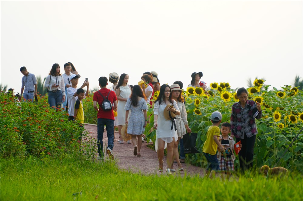 Cánh đồng hoa hướng dương rộng 1ha, với khoảng 30 nghìn cây nằm ở khu đô thị Ecopark (Hưng Yên) đang là điểm đến gây sốt, thu hút đông du khách đến tham quan, chụp ảnh.