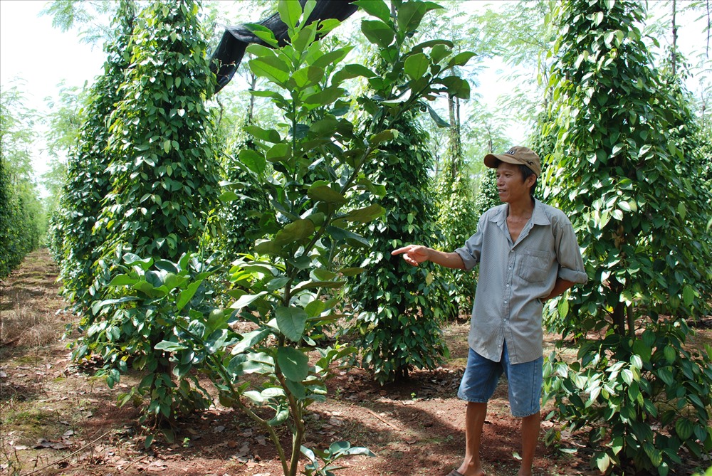 Ông Hồ Long Nhật (huyện Hớn Quản) đã trồng xen cây ăn trái trong vườn tiêu đang nguy cơ bị xoá sổ. Ảnh: Đ.T