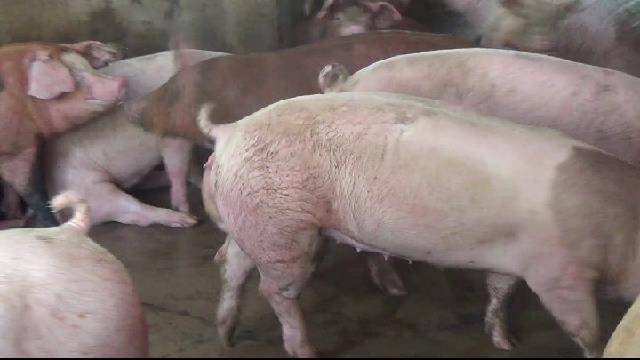Tại ĐBSCL lợn được nuôi nhỏ lẻ rất nhiều ở vùng sông, rạch nên dễ lây lan nếu dịch bệnh xảy ra (ảnh Nhật Hồ)