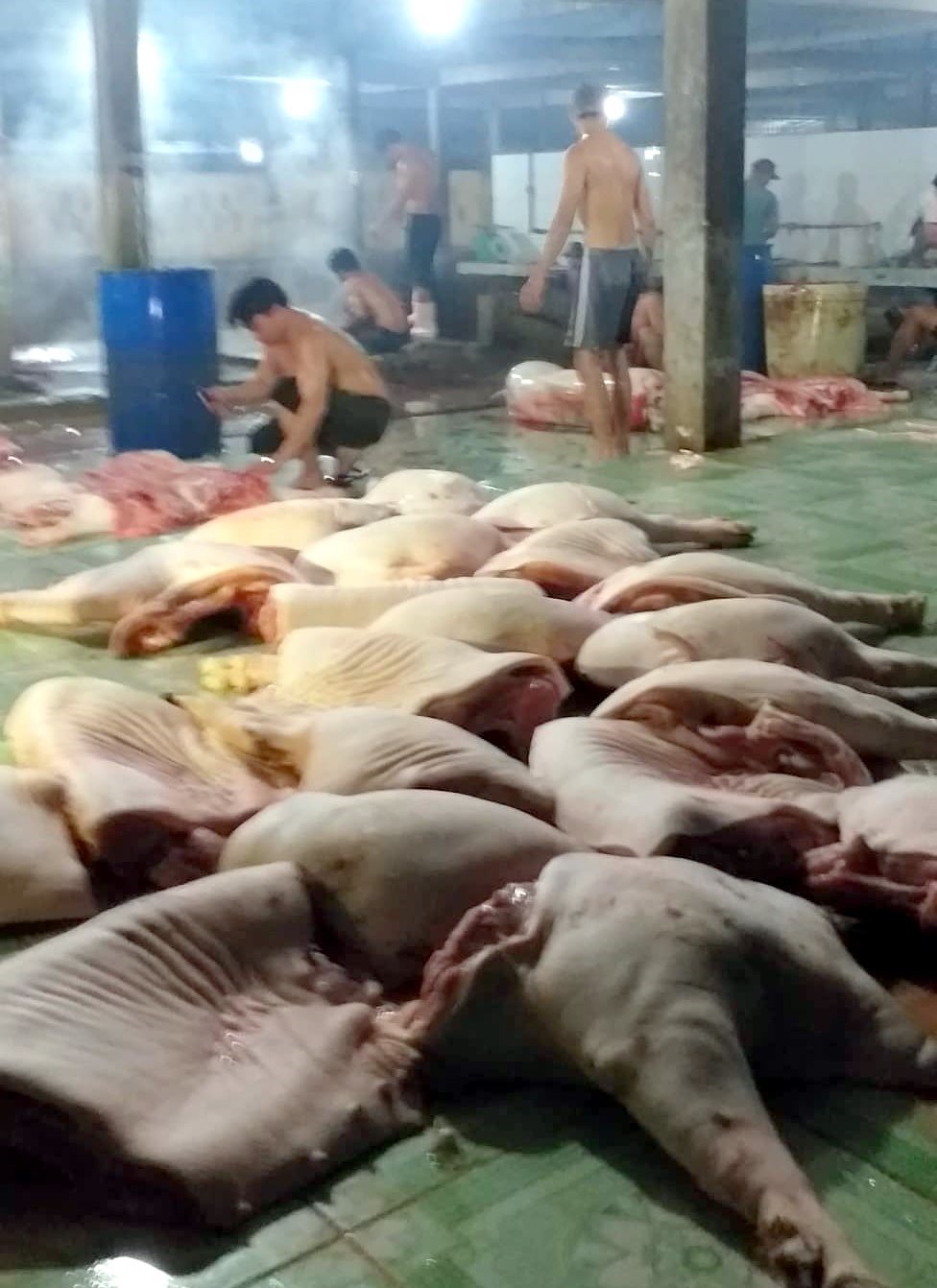Bạc Liêu kiểm soát chặt các điểm giết mổ lợn tập trung (ảnh Nhật Hồ)