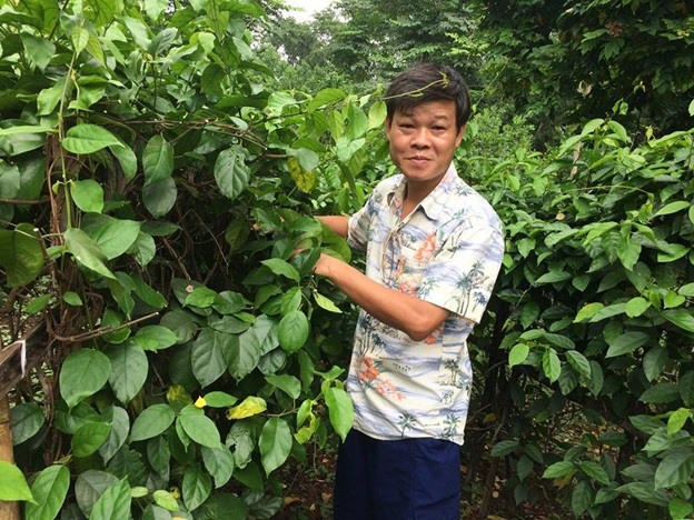 PGS.TS Trần Văn Ơn và vùng trồng “Dây thìa canh lá to” tại Thái Nguyên