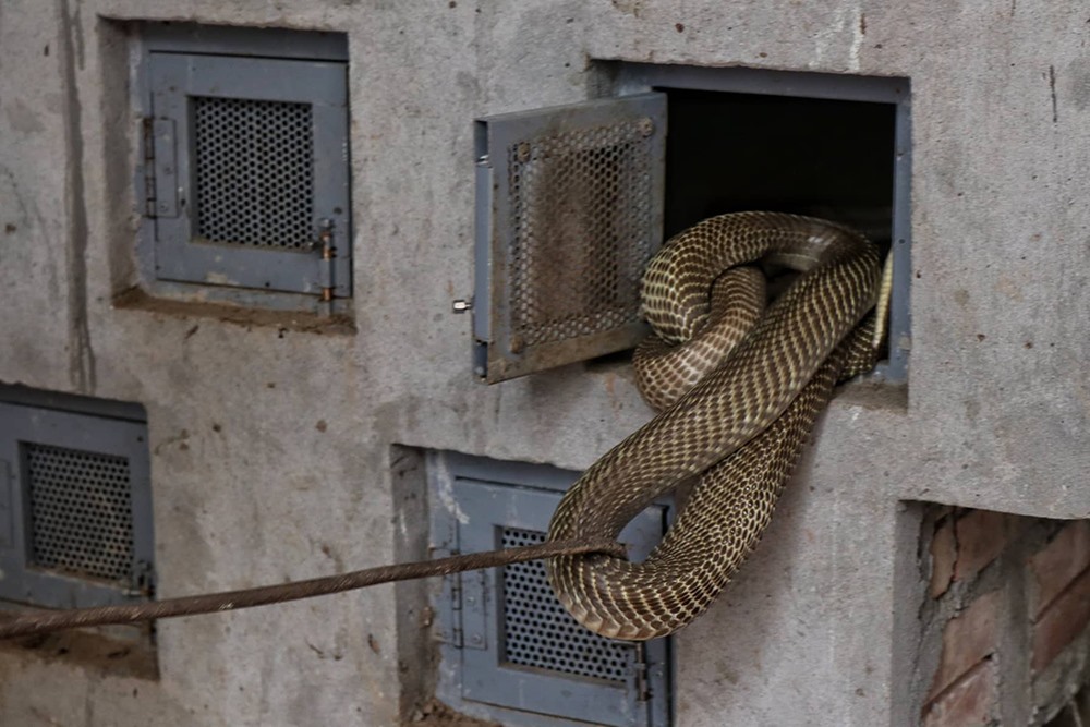 Làng Lệ Mật từng là nơi cung cấp rắn của cả nước với hàng trăm hộ nuôi và săn bắt rắn.