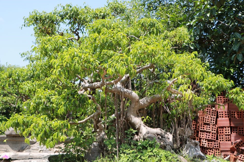Trong khuôn viên có rất nhiều cây xanh tỏa bóng mát và hệ thống cây bon sai trị giá hàng trăm triệu đồng đặt ở khắp sơn trang.