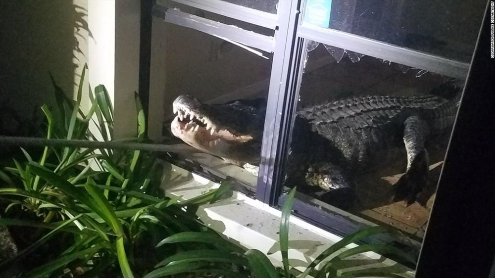 Cá sấu dùng mõm phá cửa sổ ở tầm thấp và trườn vào nhà. Ảnh: CNN.