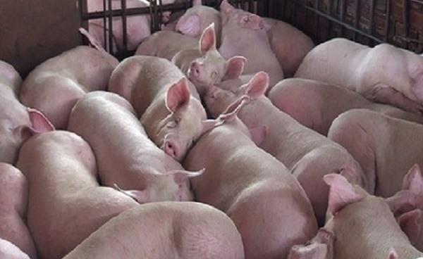 Bạc Liêu có đàn lợn được nuôi trong dân rất nhiều, nên xảy ra dịch bệnh sẽ ảnh hưởng đến người nuôi (ảnh minh họa)