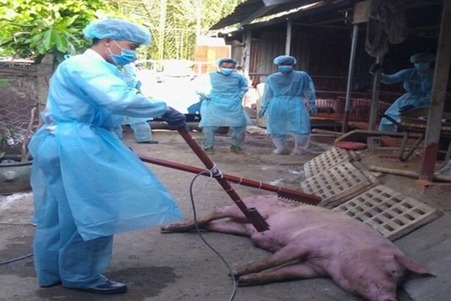 Chích điện tiêu hủy đàn lợn bị dịch tả lợn Châu Phi tại TPHCM. (Ảnh: Chi cục Chăn nuôi Thú y TPHCM cung cấp)