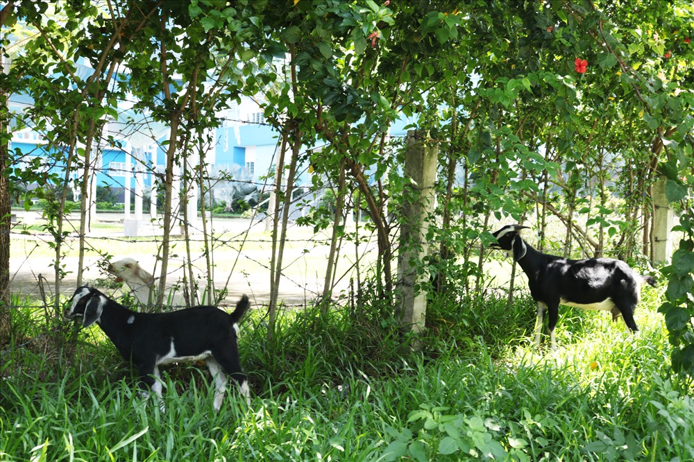 Hàng rào của Đại học Bách khoa, Đại Học Quốc Gia TPHCM cũng bị đàn dê vào ăn lá. Các bảo vệ phải thường xuyên ra đuổi. Ảnh: Minh Thừa