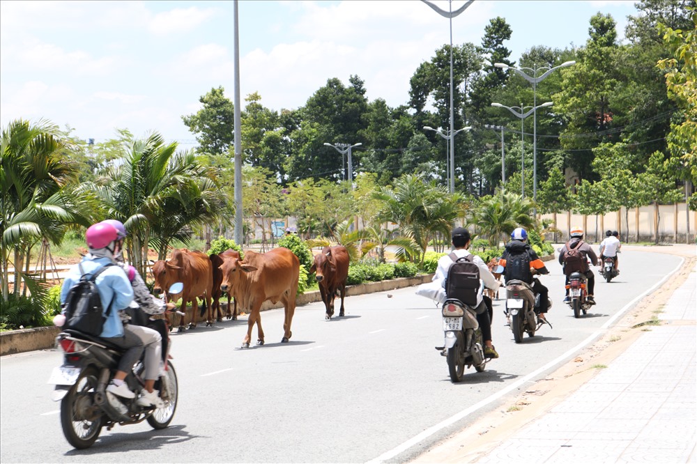 Đàn bò với số lượng hơn chục con đi gần hết làn đường xe chạy. Ảnh: Minh Thừa