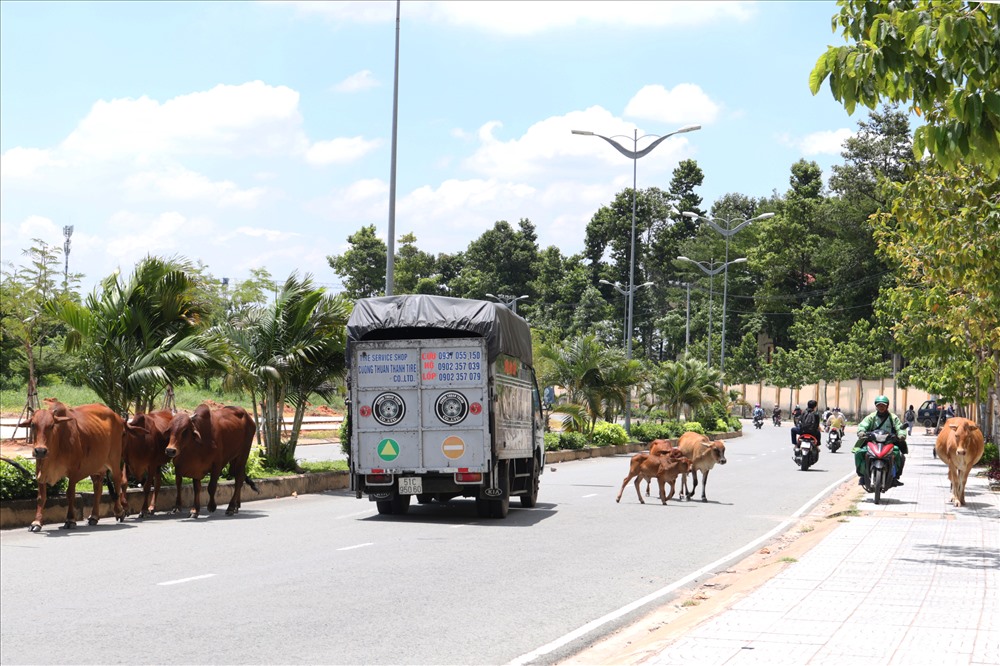 Đây là tuyến đường có nhiều loại phương tiện tham gia giao thông với mật độ cao ở khu vực Làng Đại học.