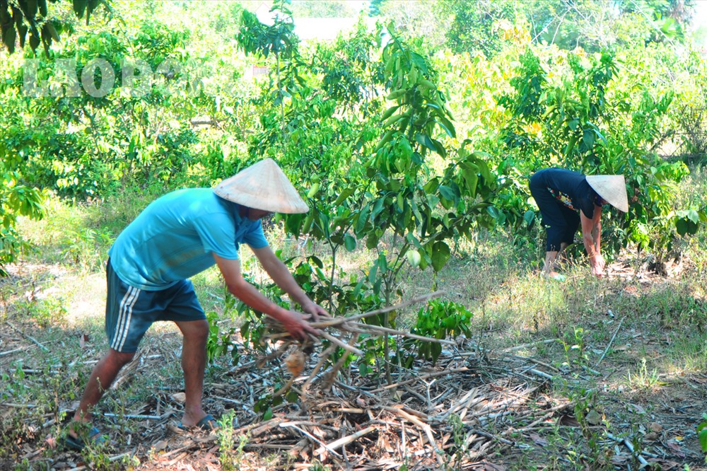 Không có nước tưới, vợ chồng ông Phạm Văn Minh dùng mọi cách để cứu vườn cam khỏi chết khô.