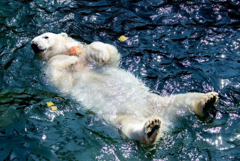 Một chú gấu bắc cực tại sở thú Hanover ngâm mình trong nước khi nắng nóng. Ảnh: AFP.