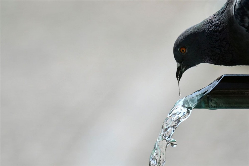 Một chú chim bồ câu uống nước từ đài phun nước ở Mulhouse, miền tây nước Pháp. Ảnh: AFP.