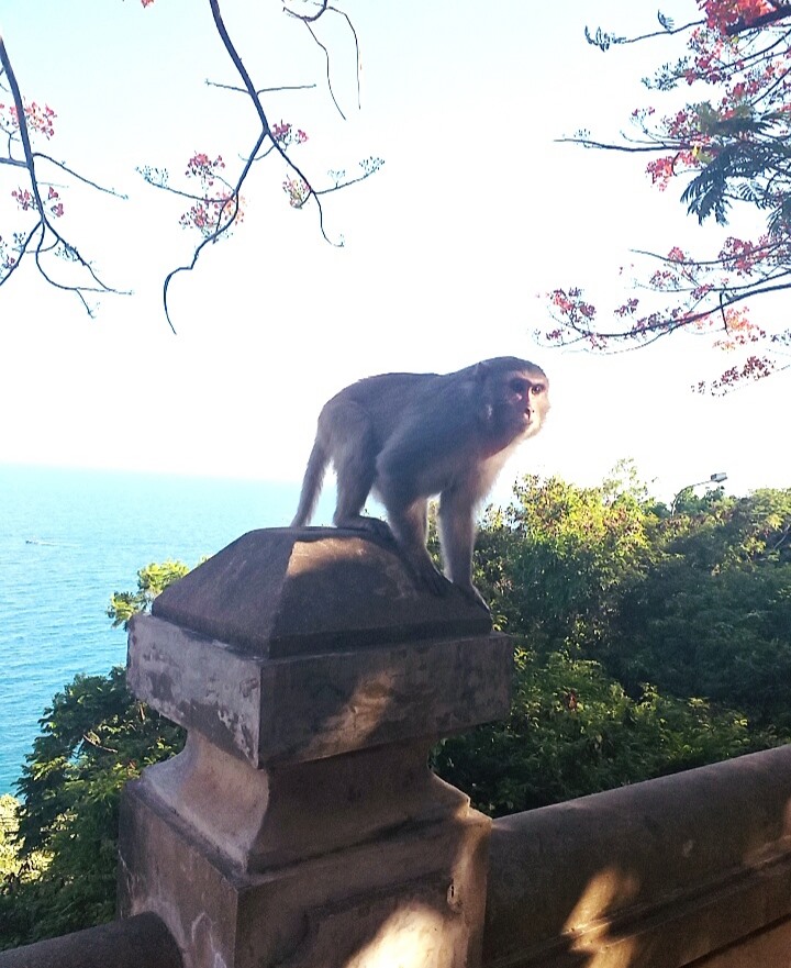 Những chú khỉ dạn dĩ, đáng yêu làm nao lòng du khách.