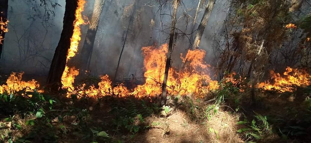Vụ cháy rừng thông trong ngày 28.6 tại huyện Hương Sơn (Hà Tĩnh). Ảnh: Hoài Nam