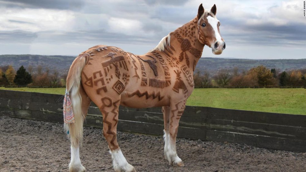 Những hình ảnh về con ngựa đã được cắt, tỉa lông của Melody nhanh chóng được chia sẻ rộng rãi lên mạng xã hội.
