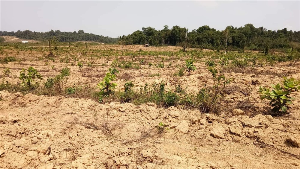 Hàng chục héc-ta đất rừng ở Ban quản lý rừng kinh tế Suối Nhung này đang được trồng vườn điều. Ảnh: H.H