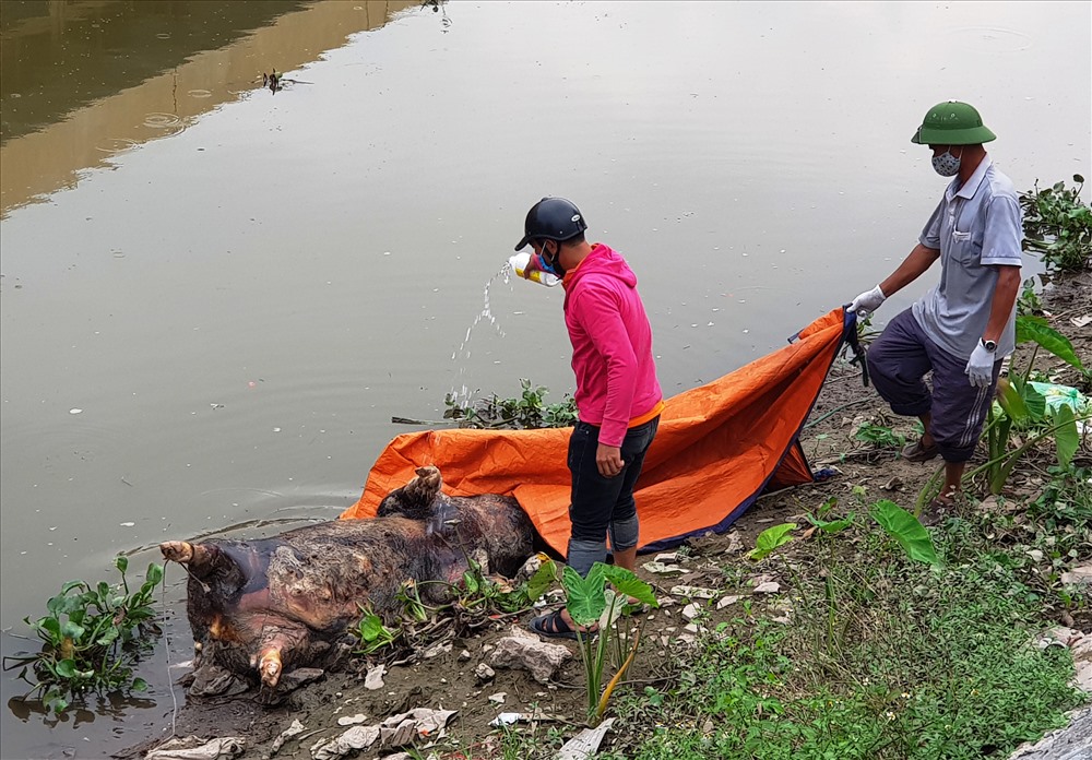 Xác lợn chết được vứt trôi nổi trên sông Vân, đoạn qua địa bàn thành phố Ninh Bình. Ảnh: NT