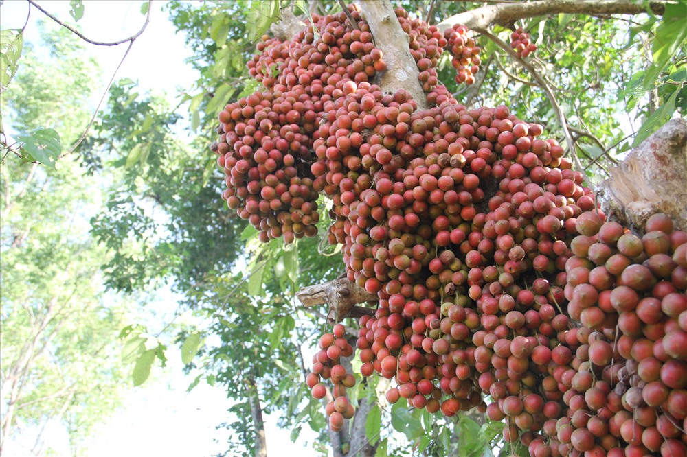 Không gian bên ngoài của những căn nhà cổ cũng hài hòa với thiên nhiên, gần gũi, chân quê với những loại cây ăn trái sai trĩu quả.