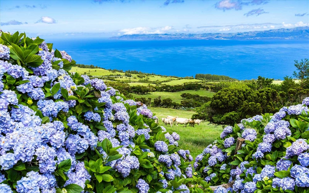 Faial (hay còn gọi Đảo Xanh) là một trong chín hòn đảo thuộc Azores, Bồ Đào Nha. Và mỗi mùa hè, hoa cẩm tú cầu bung nở trên đảo tạo thành một thảm xanh đặc biệt và tuyệt đẹp.