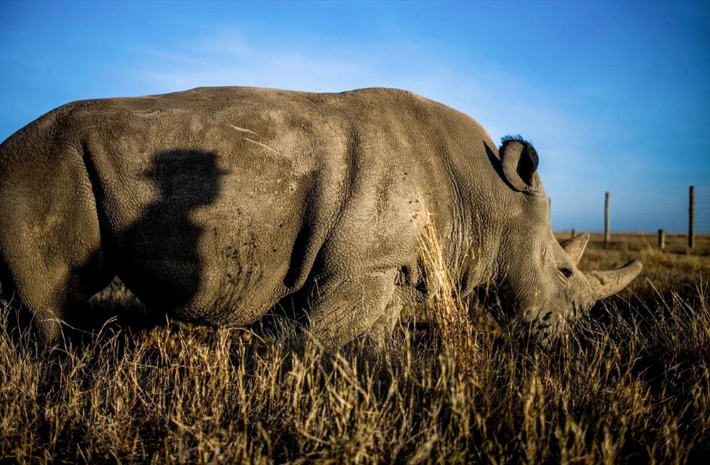 Bóng của ông Zacharia Kipkirui, một người bảo vệ, khi con tê giác Najin đi ngang qua. Ông Kipkirui đã làm việc ở khu bảo tồn được 14 năm, chăm sóc cho Fatu và Najin kể từ ngày đầu tiên chúng được đưa đến đây vào năm 2009. Ảnh: Justin Mott/Washington Post.