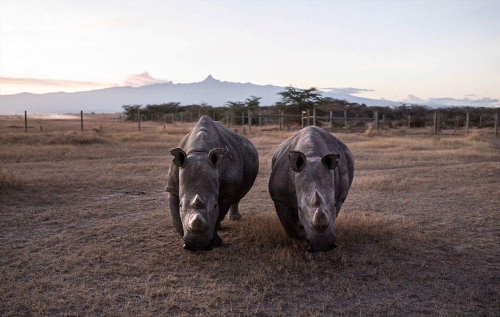 Fujin và Najin ăn cỏ cùng nhau, chúng là 2 cá thể cuối cùng của một loài động vật đang có nguy cơ tuyệt chủng rất cao. Ảnh: Justin Mott/Washington Post.
