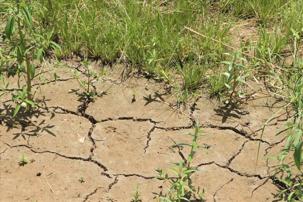 Đồng ruộng vùng hạ du Quảng Nam khô hạn đến nứt nẻ.