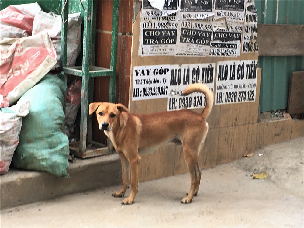 Một con chó chạy rông không rọ mõm vỉa hè đường Lò Siêu, quận 11