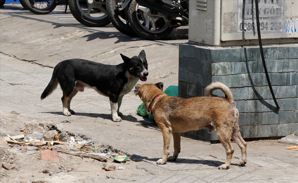 Theo ghi nhận của phóng viên  tại nhiều địa điểm trên tuyến đường Cao Thắng, 3/2 thuộc quận 10, 11  vẫn diễn ra tình trạng chó được người dân thả rông và không hề được rọ mõm.