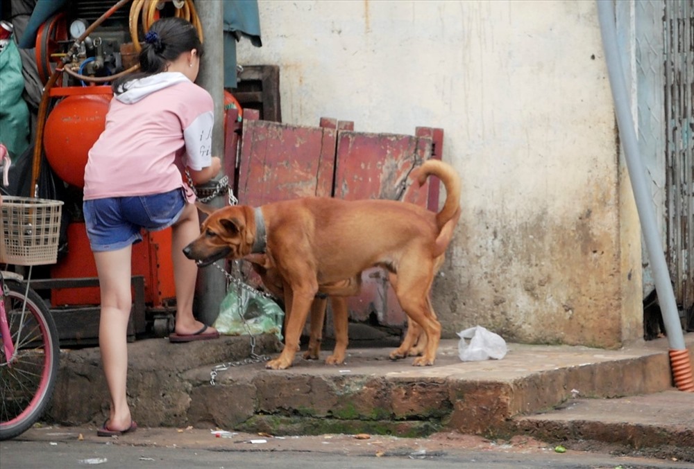 Hai con chó to không được rọ mõm được buộc bằng sợi dây xích ở góc đường Nguyễn Thị Nhỏ, Quận 11. Trước đó có một chú chó đã vô tình tuột xích chạy ra đường, nhưng sau đo đã được chủ bắt lại và gia cố chặt hơn.