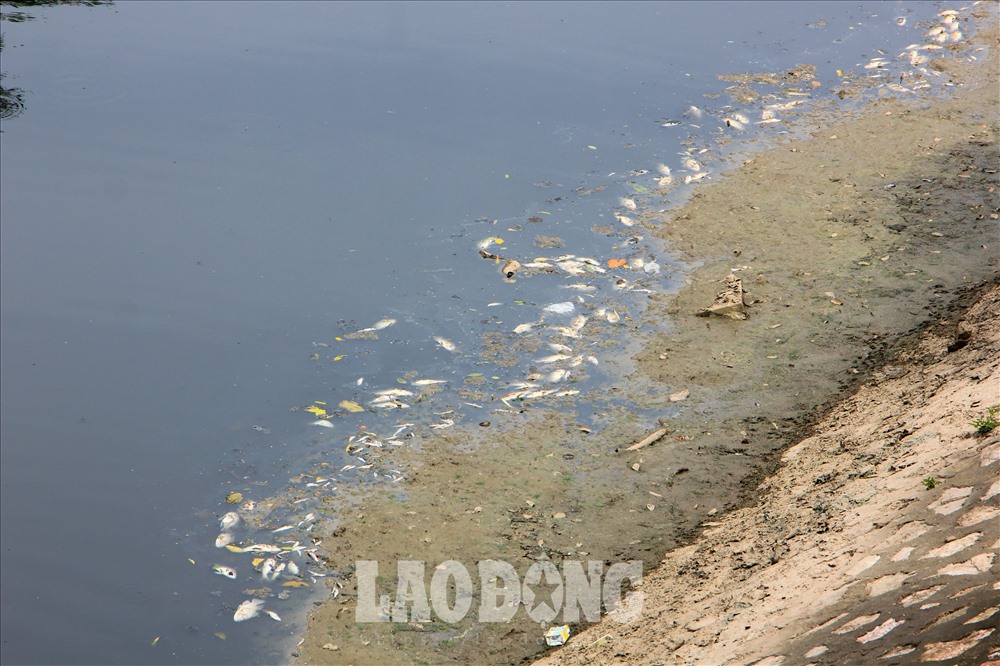 Không những nước sông chuyển lại màu đen, dọc khúc sông cạnh đường Nguyễn Đình Hoàn còn xuất hiện hiện tượng cá chết nổi lềnh bềnh dạt vào hai bên bờ.