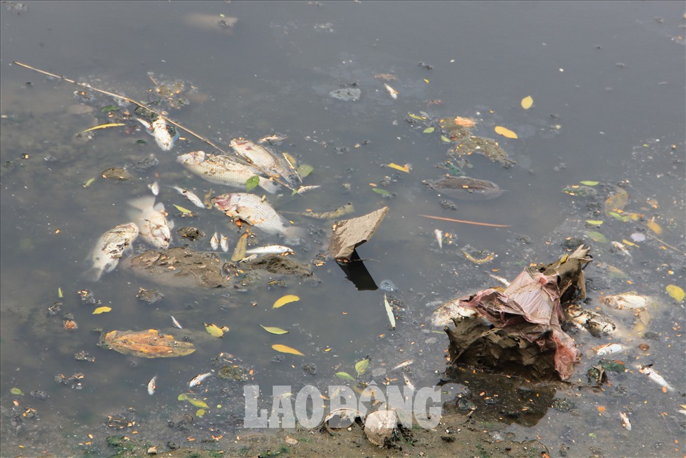 Không những nước sông chuyển lại màu đen, dọc khúc sông cạnh đường Nguyễn Đình Hoàn còn xuất hiện hiện tượng cá chết nổi lềnh bềnh dạt vào hai bên bờ.