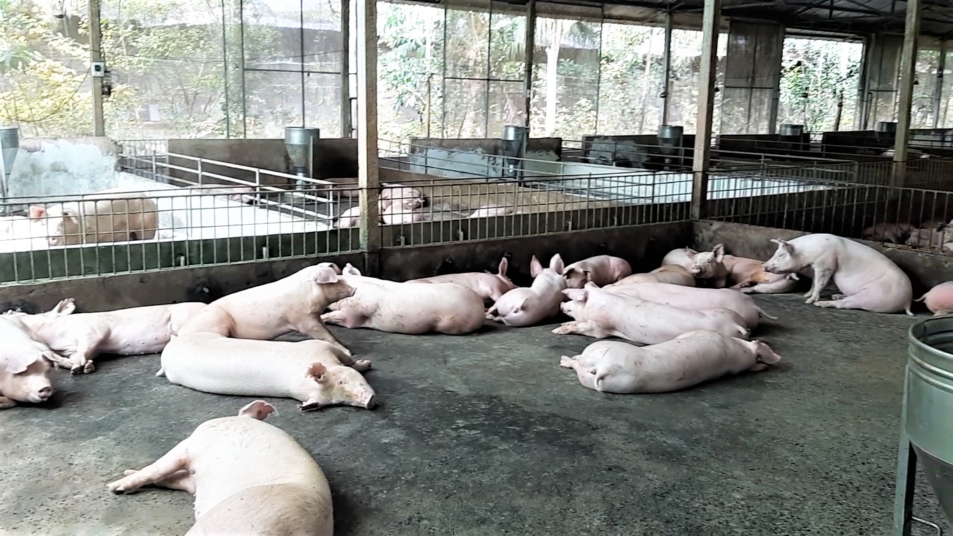 Một trang trại nuôi lợn của người dân ở khu vực ĐBSCL. Ảnh: Bảo Trung