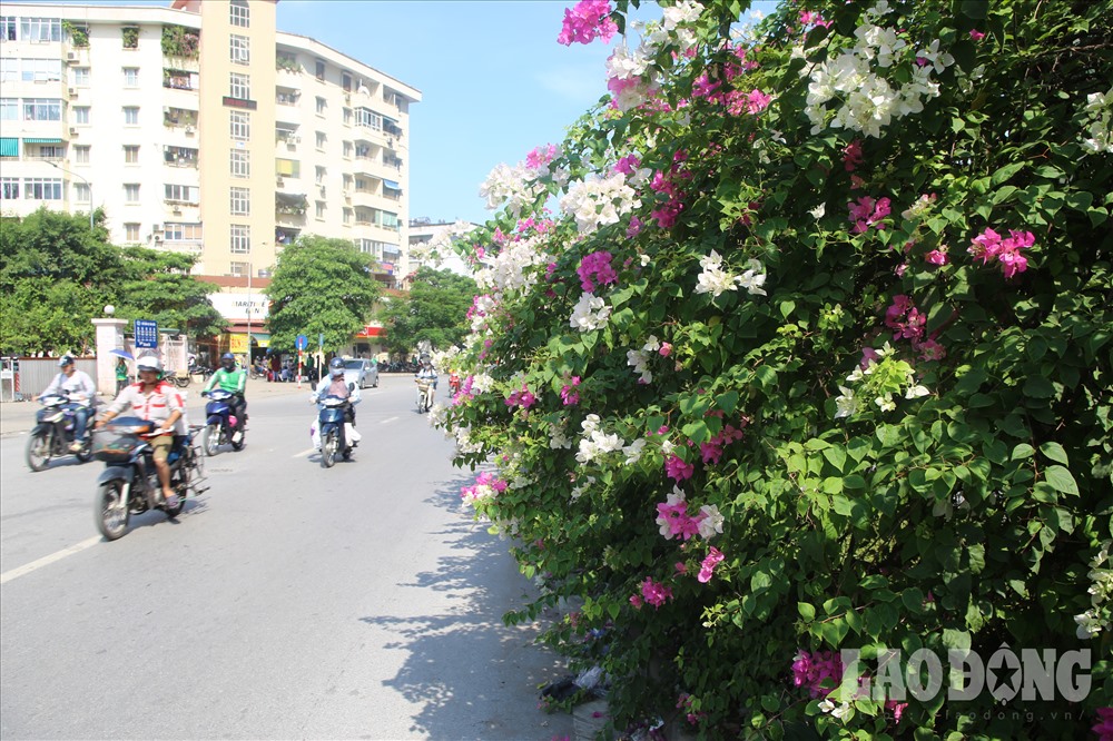Ngỡ lạc vào Hội An trên những con phố rực rỡ hoa giấy ở Hà Nội