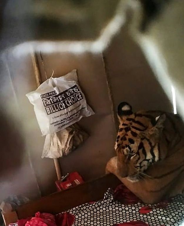 Con hổ nằm trên giường trong nhà dân Ấn Độ. Ảnh: AFP.