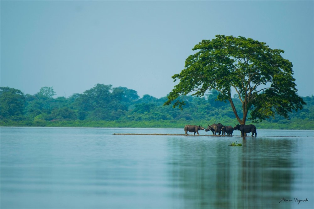 Tê giác một sừng ở vườn quốc gia  Kaziranga đang tránh lũ. Ảnh CNN, AFP.