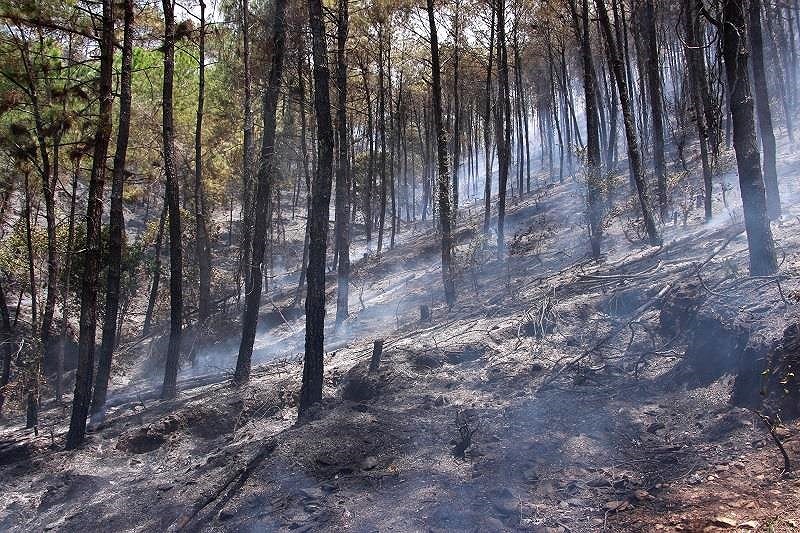 Vụ cháy làm thiệt hại khoảng 5-7 hecta rừng. Ảnh: PĐ.