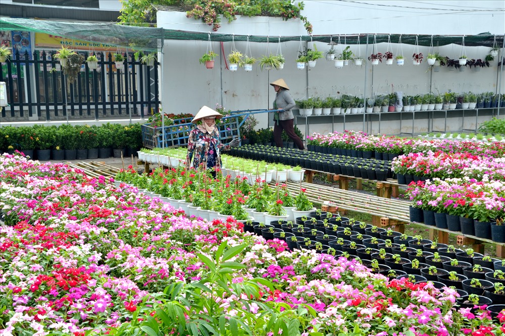 Sa Đéc - Thành phố 4 mùa hoa. Ảnh: Lục Tùng