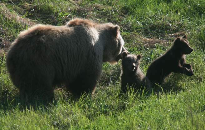 Khoảnh khắc hai chú gấu con chơi đùa cùng gấu mẹ trong một công viên hoang dã ở Đức.