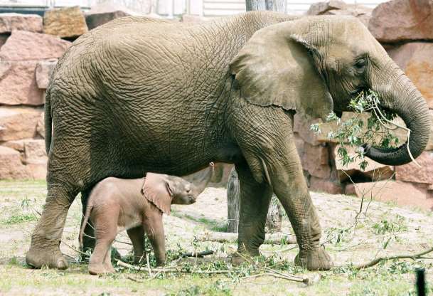 Voi con nhỏ bé chơi đùa bên voi mẹ ở một vườn quốc gia tại Đức.