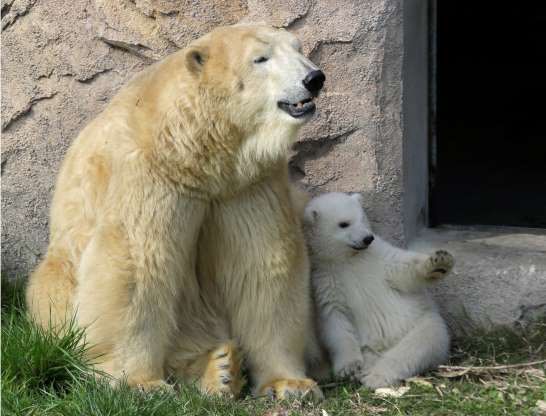 Tan chảy với khoảnh khắc dễ thương của hai mẹ con nhà gấu Bắc cực.