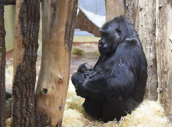 Khỉ đột N'Yaounda dịu dàng bế đứa con một ngày tuổi của mình trong một sở thú ở Budapest, Hungary.