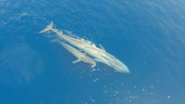 Mẹ con cá voi xanh cùng nhau vượt đại dương.