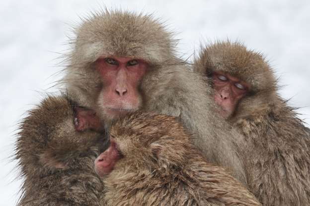 Khỉ tuyết mẹ và những chú khỉ con ôm nhau để giữ ấm trong ngày mùa đông tuyết rơi ở Tokyo, Nhật Bản.