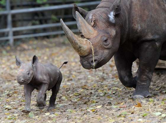 Chú tê giác con ngộ nghĩnh đi bên cạnh mẹ ở một sở thú tại Berlin, Đức.
