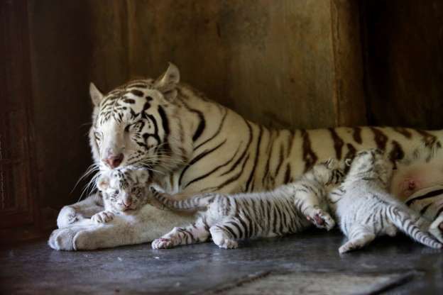 3 chú hổ Bengal trắng mới sinh nằm ngoan ngoãn bên hổ mẹ ở sở thú La Pastora tại Guadalupe, Mexico.