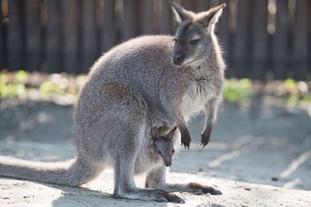 Chú kangaroo nhỏ được mẹ che chở trong chiếc “túi” an toàn ở vườn thú Hoyerswerda, Đức.