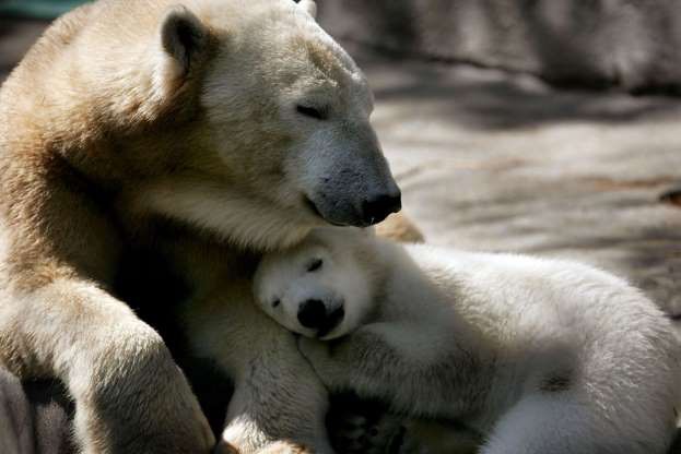 Gấu mẹ dịu dàng vỗ về chú gấu con đáng yêu.