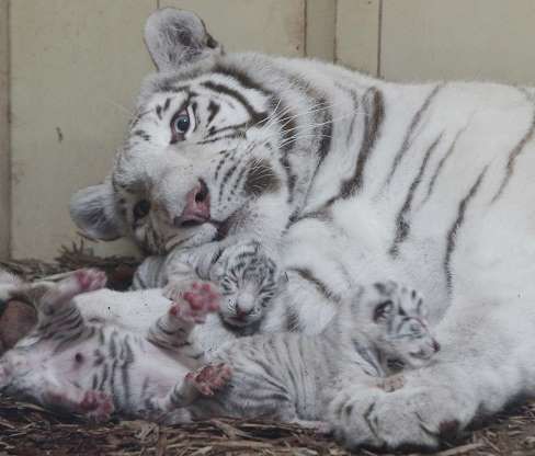 Hổ trắng Mandzi hạnh phúc bên đàn con vừa sinh ở Borysew, Ba Lan.