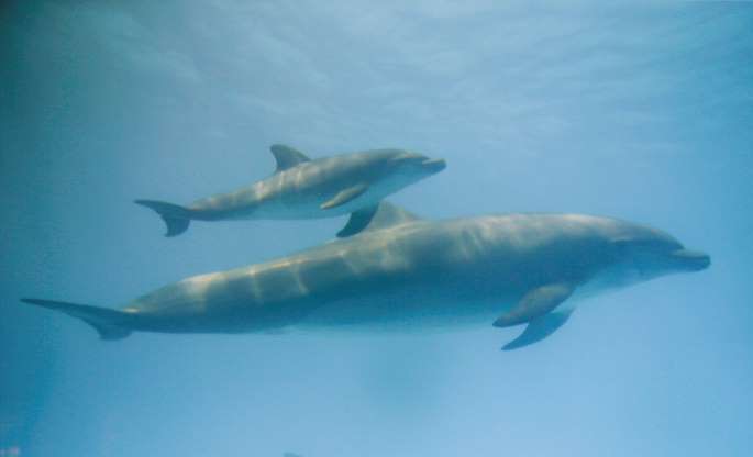 Hai mẹ con nhà cá heo bơi cùng nhau ở Thủy cung Miami, bang Florida, Mỹ.
